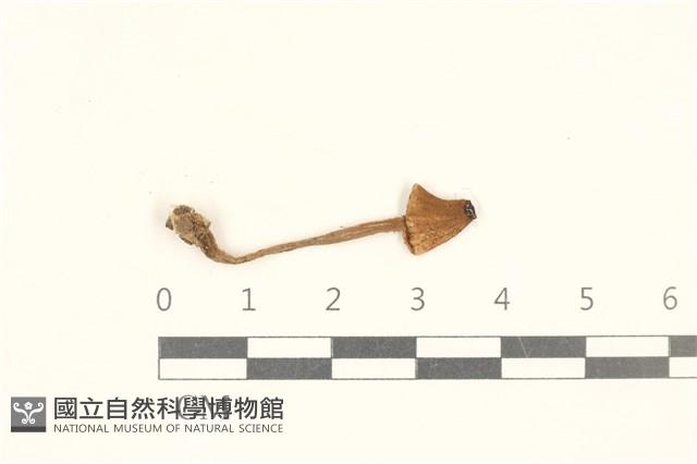 登錄號:F0037236藏品圖，第1張