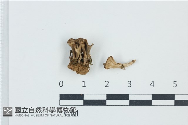 登錄號:F0039236藏品圖，第1張
