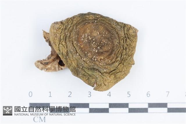 Accession Number:F0038836 Collection Image, Figure 1, Total 3 Figures