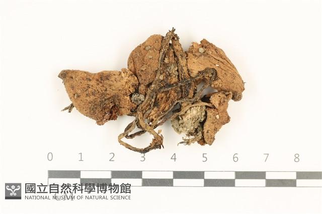 登錄號:F0036836藏品圖，第1張