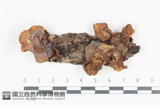 登錄號:F0035836藏品圖，第1張