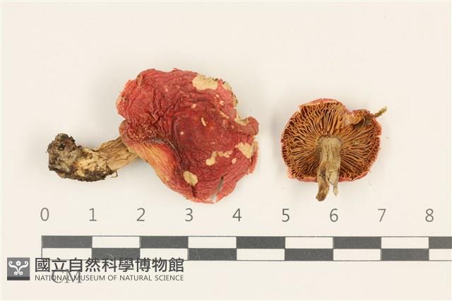 登錄號:F0036936藏品圖，第1張