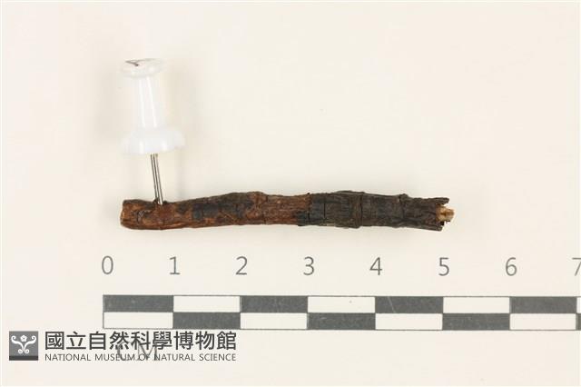 登錄號:F0037936藏品圖，第1張