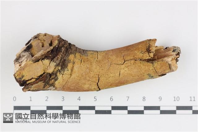 刺革菌屬藏品圖，第1張