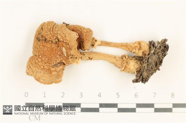 登錄號:F0037636藏品圖，第1張