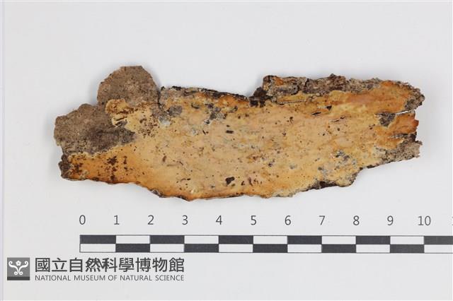 登錄號:F0035636藏品圖，第1張