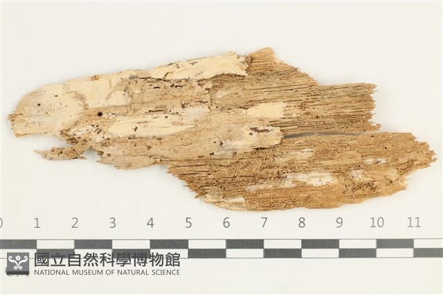 登錄號:F0038436藏品圖，第1張