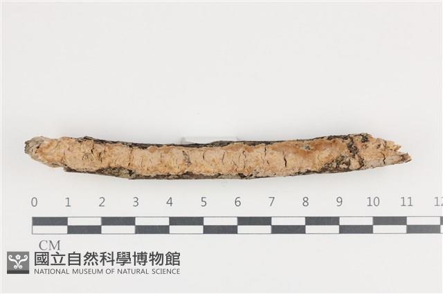 登錄號:F0036436藏品圖，第1張