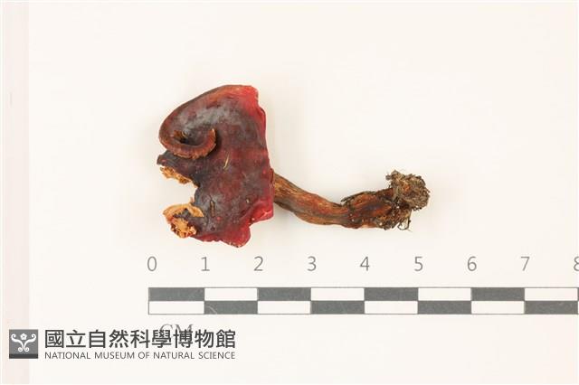 登錄號:F0037436藏品圖，第1張