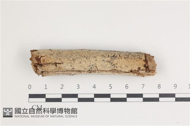 針齒銳岩菌藏品圖，第1張