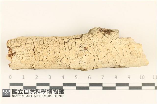 登錄號:F0018736藏品圖，第1張