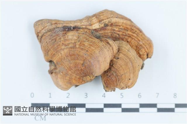 登錄號:F0038736藏品圖，第1張