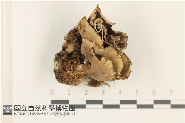 登錄號:F0037736藏品圖，第1張