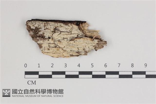 絲皮菌屬藏品圖，第1張
