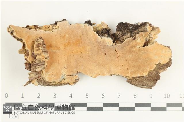 登錄號:F0038536藏品圖，第1張