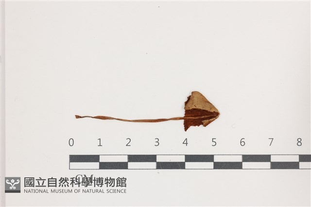 登錄號:F0036536藏品圖，第1張