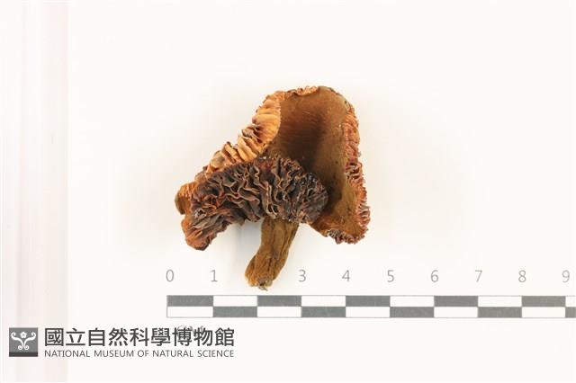 登錄號:F0037536藏品圖，第1張