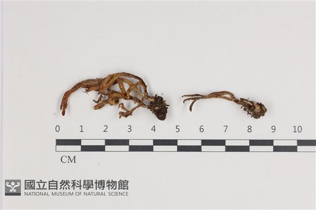 登錄號:F0035536藏品圖，第1張