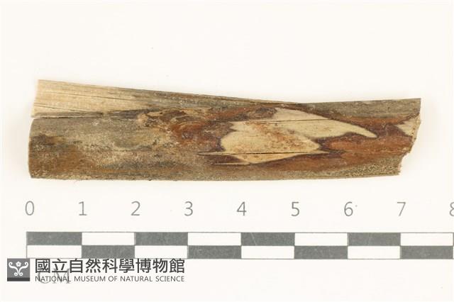 登錄號:F0038136藏品圖，第1張