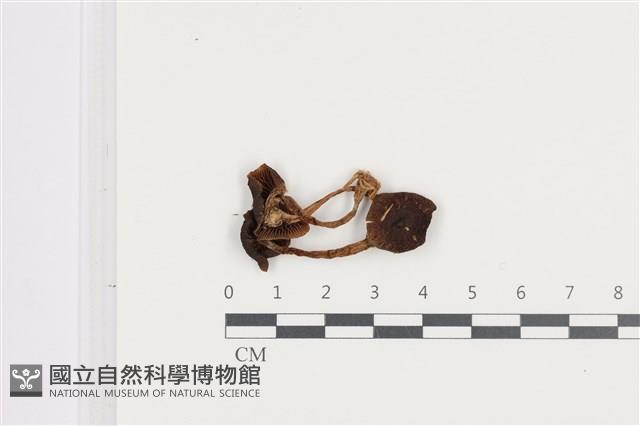 登錄號:F0036136藏品圖，第1張