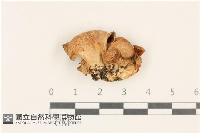 登錄號:F0037136藏品圖，第1張
