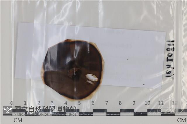 登錄號:F0035136藏品圖，第1張