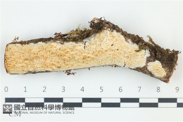 登錄號:F0039136藏品圖，第1張