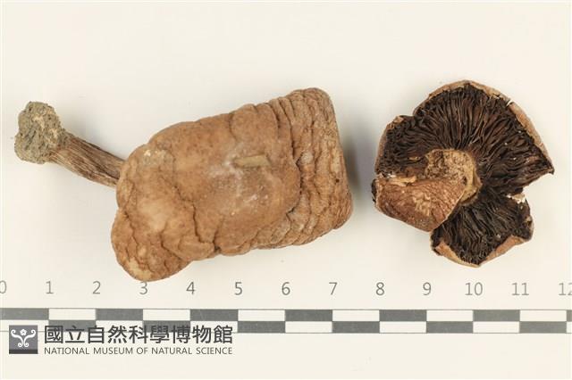 登錄號:F0038036藏品圖，第1張