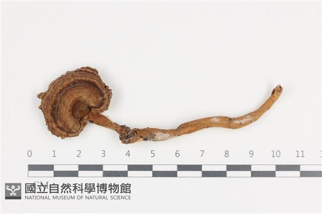 登錄號:F0036036藏品圖，第1張