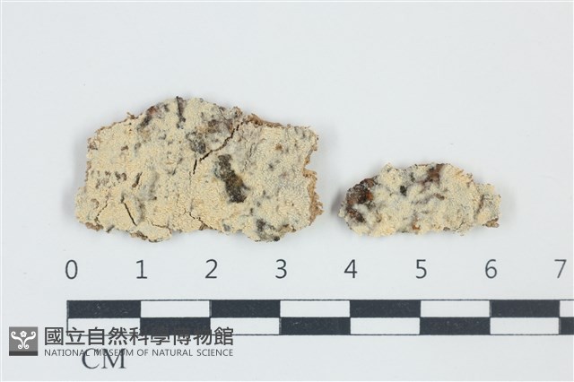 木齒菌屬藏品圖，第1張
