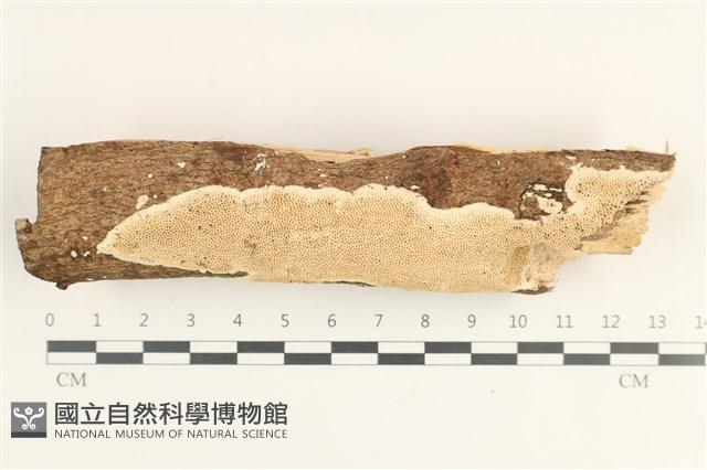 Accession Number:F0038336 Collection Image, Figure 1, Total 2 Figures