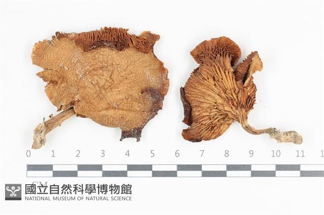 登錄號:F0036336藏品圖，第1張