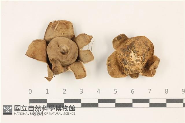 登錄號:F0037336藏品圖，第1張
