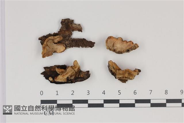 登錄號:F0035336藏品圖，第1張