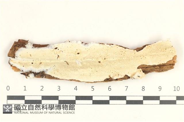 骨皮菌屬藏品圖，第1張
