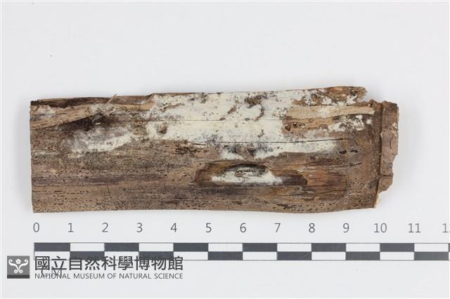 登錄號:F0036276藏品圖，第1張