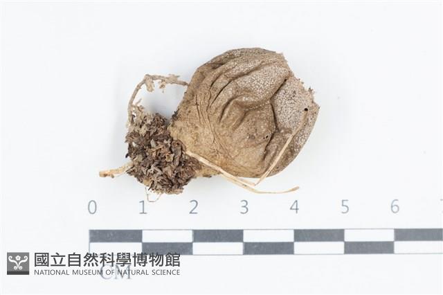 登錄號:F0038876藏品圖，第1張