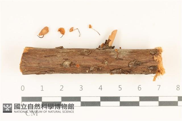 館號:F0036876藏品圖，第1張