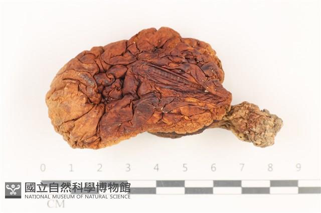 登錄號:F0037876藏品圖，第1張