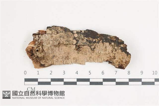 擬射脈菌屬藏品圖，第1張