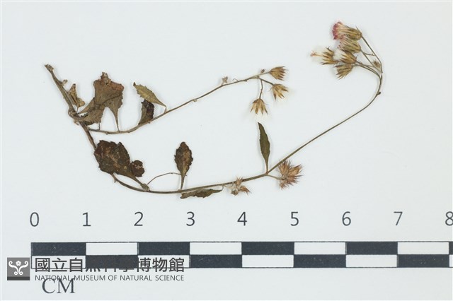 登錄號:F0038976藏品圖，第1張