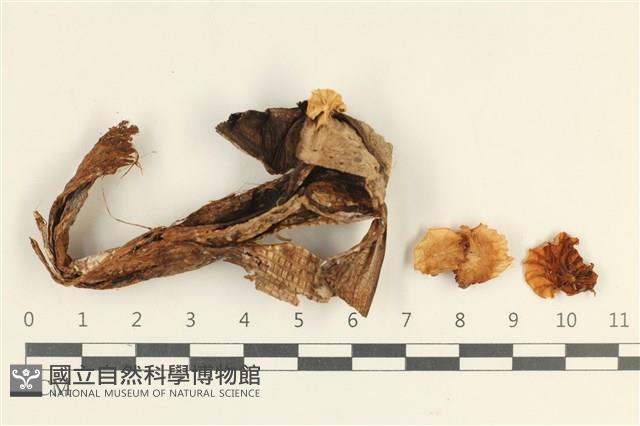 登錄號:F0037976藏品圖，第1張