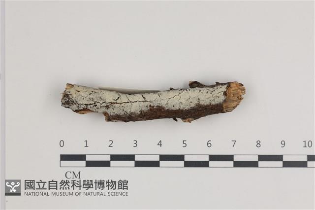 登錄號:F0035976藏品圖，第1張