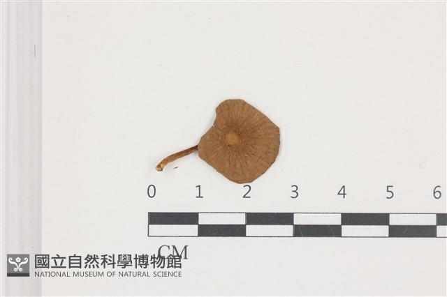 微皮傘屬藏品圖，第1張