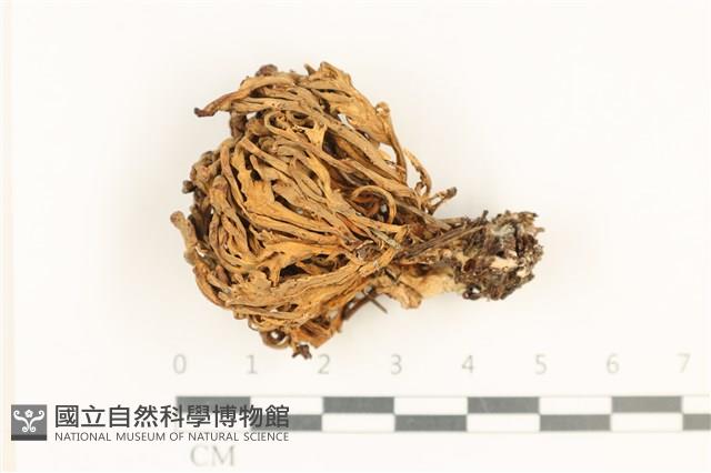 登錄號:F0037676藏品圖，第1張