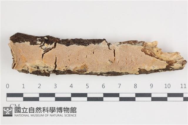 登錄號:F0035676藏品圖，第1張