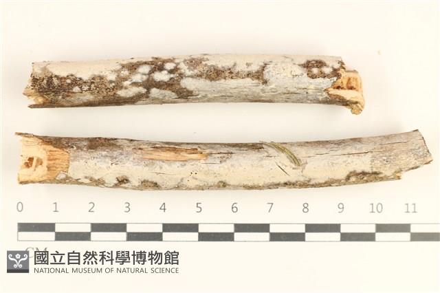 顯絲菌屬藏品圖，第1張