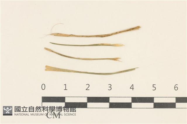 登錄號:F0026476藏品圖，第1張