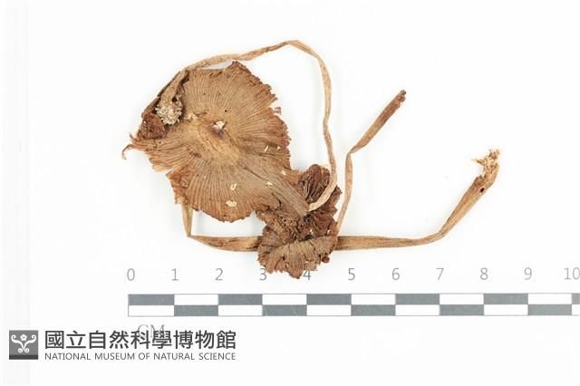 登錄號:F0036476藏品圖，第1張
