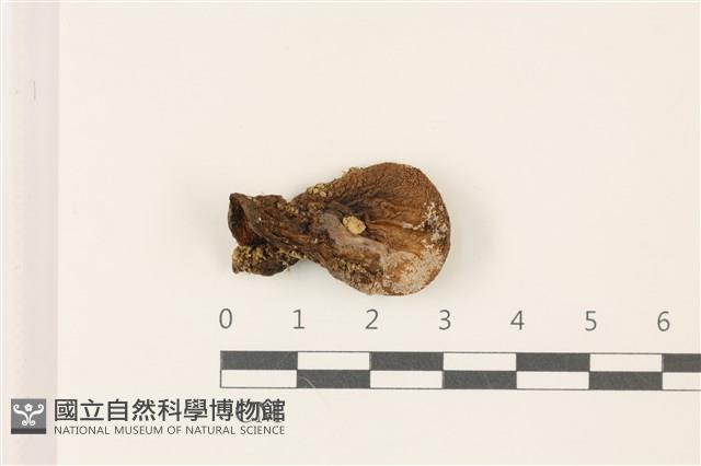 登錄號:F0037476藏品圖，第1張